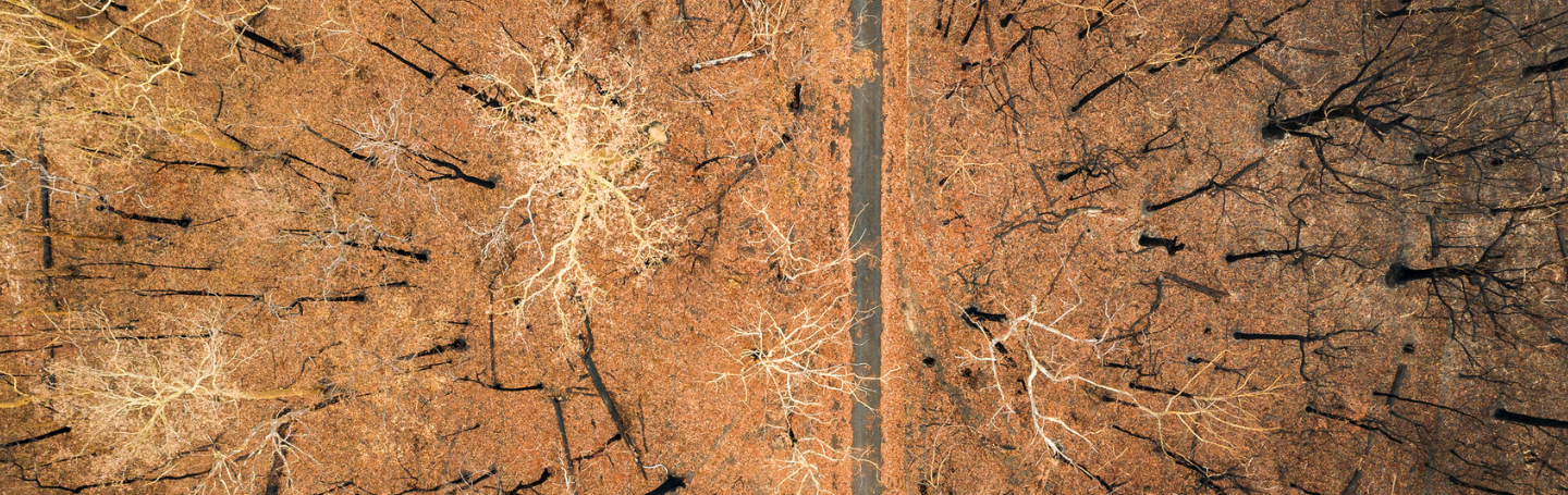 aerial-view-trees-burned-in-bush-fire - 1