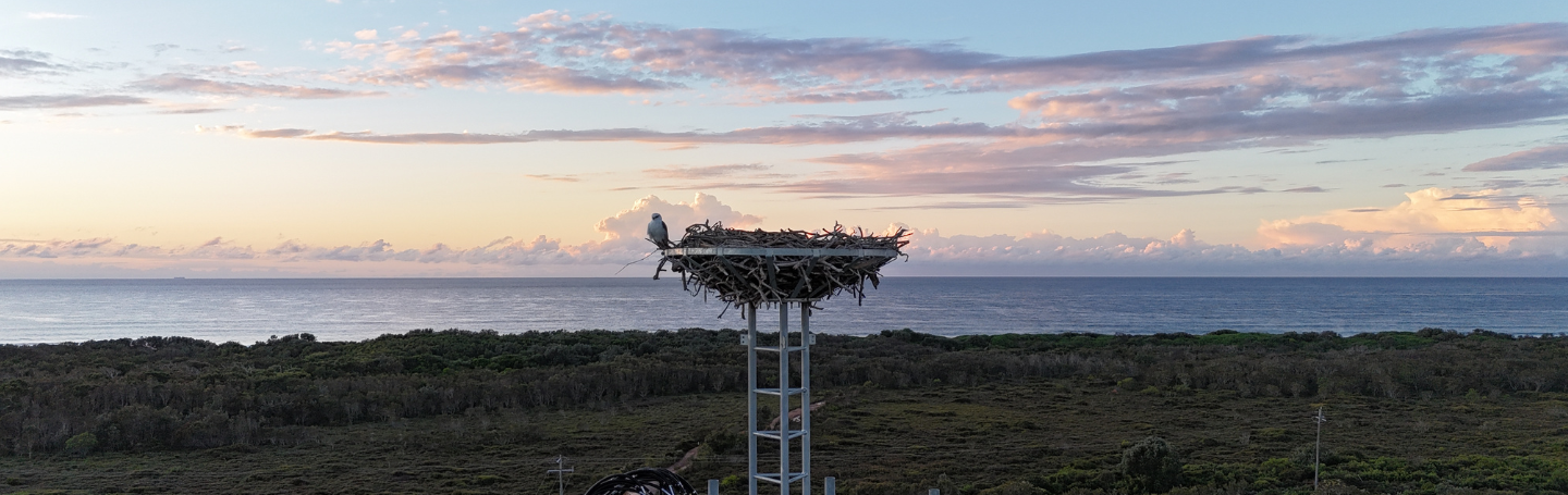 Osprey nest atop elevated platform on an nbn Fixed Wireless tower overlooking coastal landscape at sunset