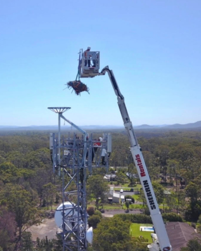 Crane lifting a carefully bundled bird's nest onto elevated platform on nbn Fixed Wireless tower amid dense bushland