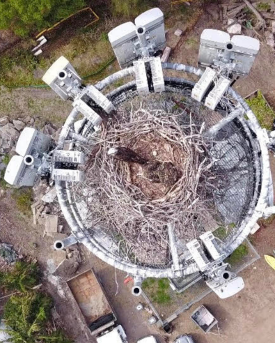 Aerial view of osprey sitting in its nest, which has been built in and on an nbn Fixed Wireless tower