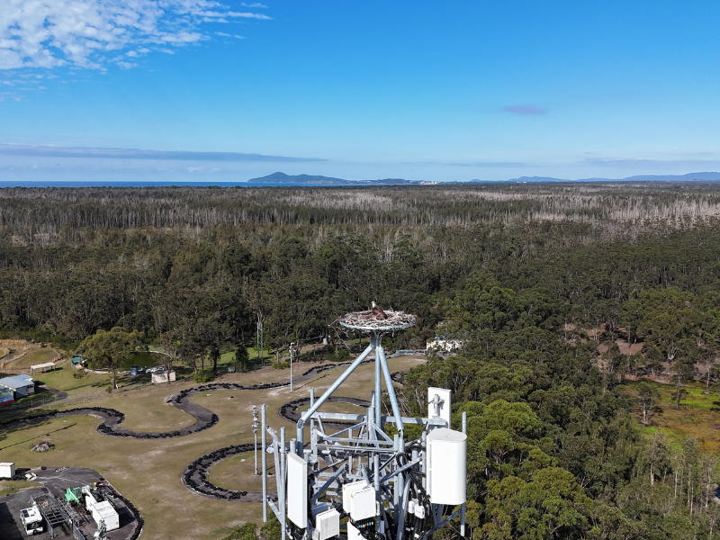 Bird's nest atop specially designed elevated platform on an nbn Fixed Wireless tower, overlooking coastal bushland