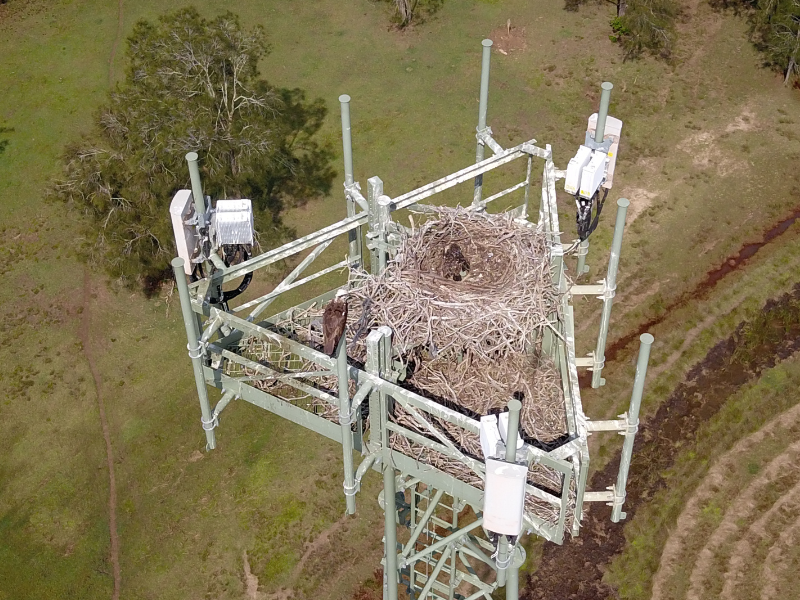 Aerial view of large bird's nest built atop an nbn Fixed Wireless tower with a bird perched on a pole